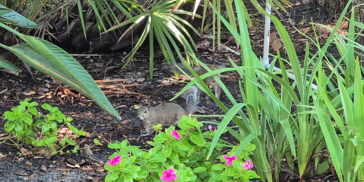 Discovering the Squirrels of the Suncoast: Acorns, Oak Trees and the Joy of Splooting