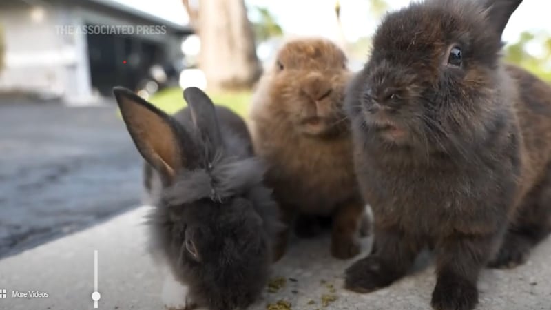 800 Rabbits Invasion of rabbits has Broward suburb hopping into a hunt for new owners