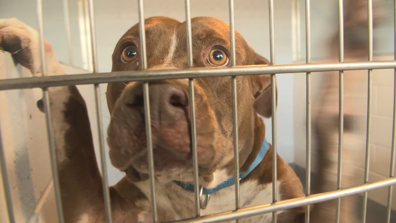 Pup 'Copper' waits to be adopted by a good family from the Humane Society of Sarasota County.
