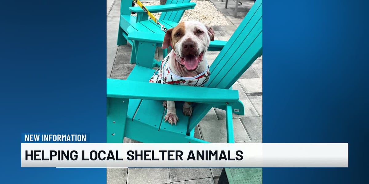 Second annual Jimmy Buffett campaign raises funds for Manatee County shelter animals