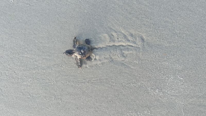Maria Turtle First turtle nests hatch on Anna Maria Island as record number of nests ...