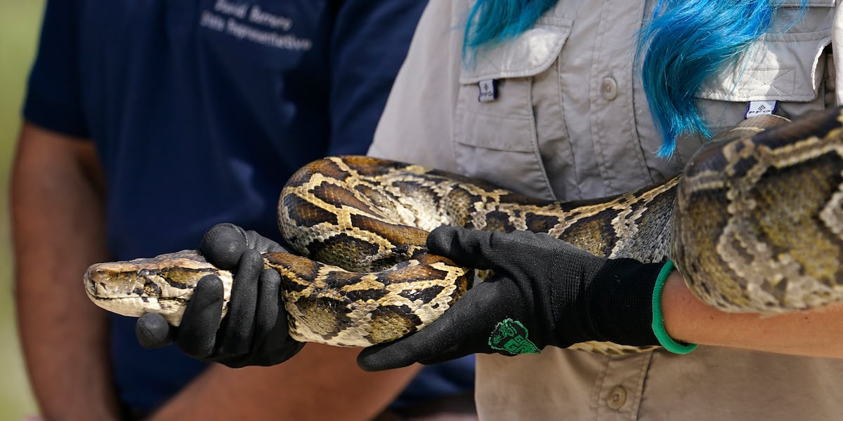 Registration now open for Florida’s annual python hunt