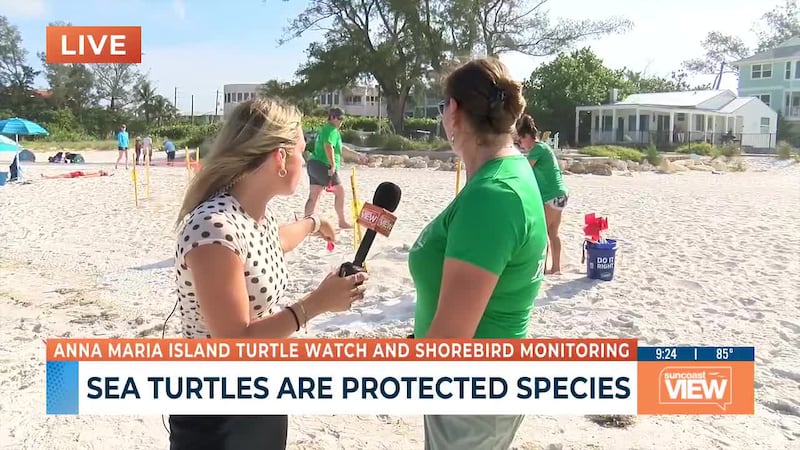 Anna Maria Island Turtle Watch
