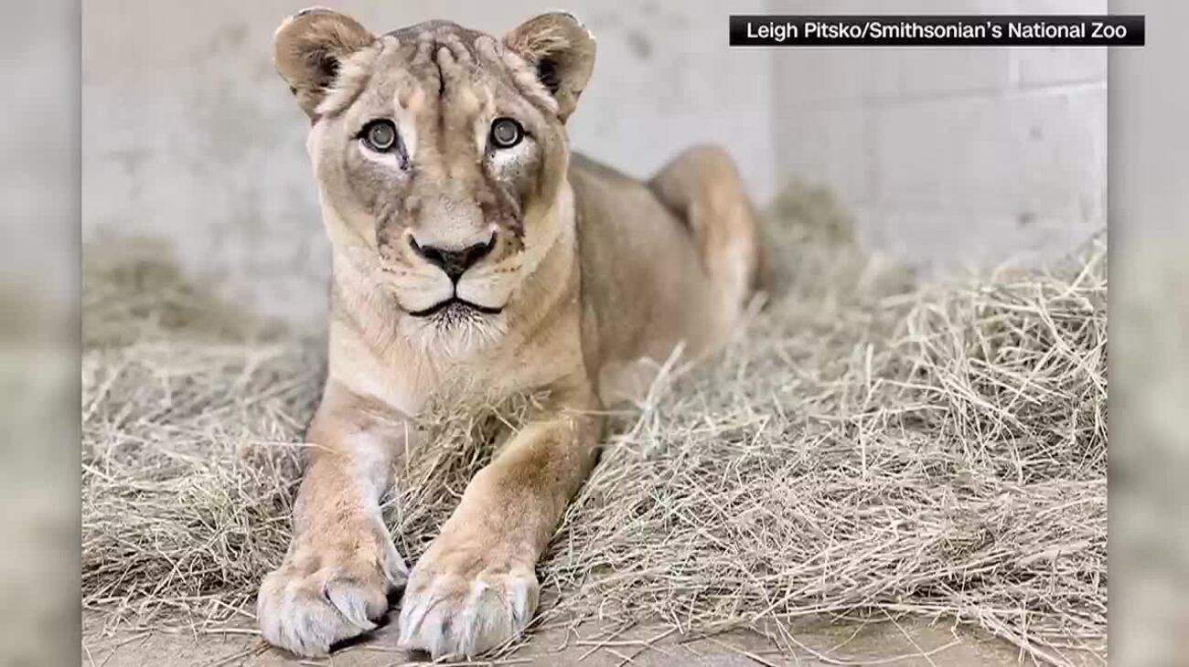 One of the oldest lions in the US dies at the National Zoo