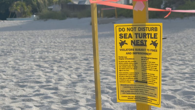 Sea turtles nesting season on Anna Maria Island