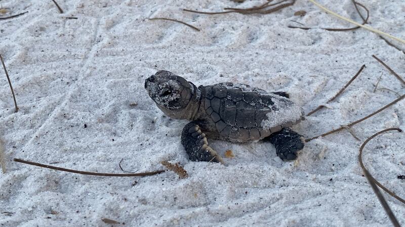 Maria Turtle Anna Maria Island Turtle Watch and Shorebird Monitoring updates