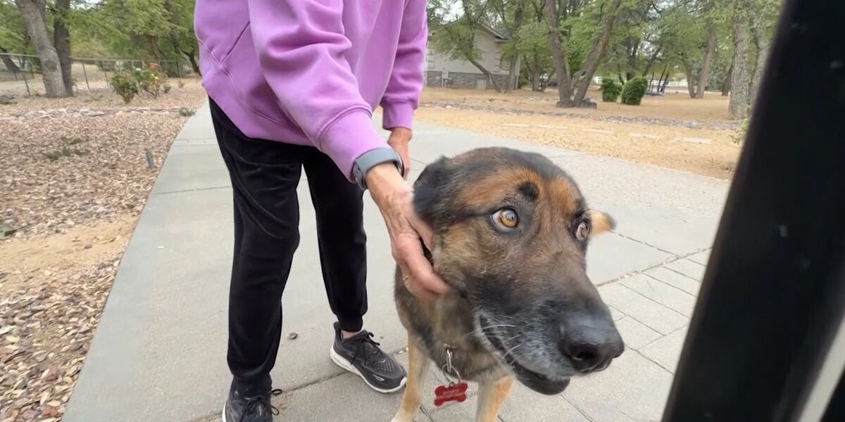 O Save Owner German Shepherd kills rabid bobcat to save owner from attack: ‘Hero of ...