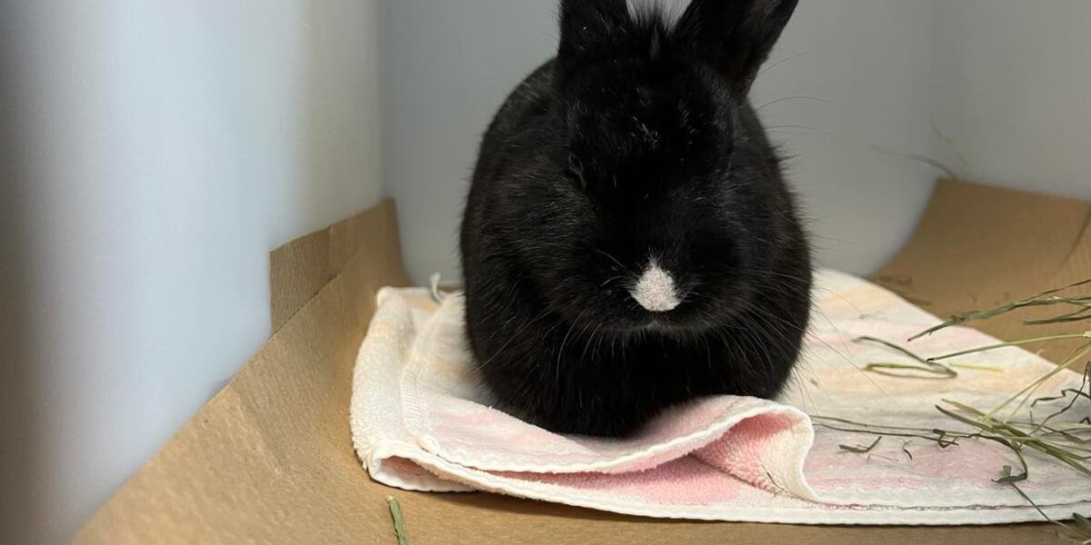 Bishop Animal Shelter provides update on rabbits removed from hoarding ...