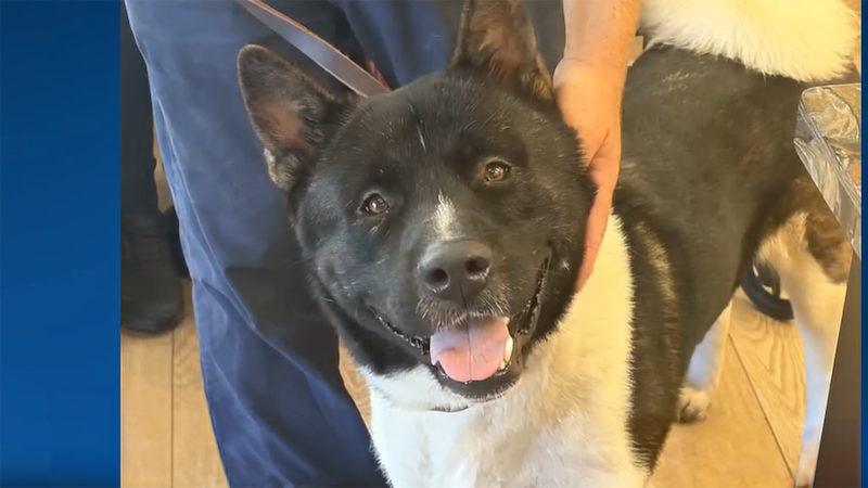 An Akita named Rome is available for adoption through the Akita Rescue Society of Florida.