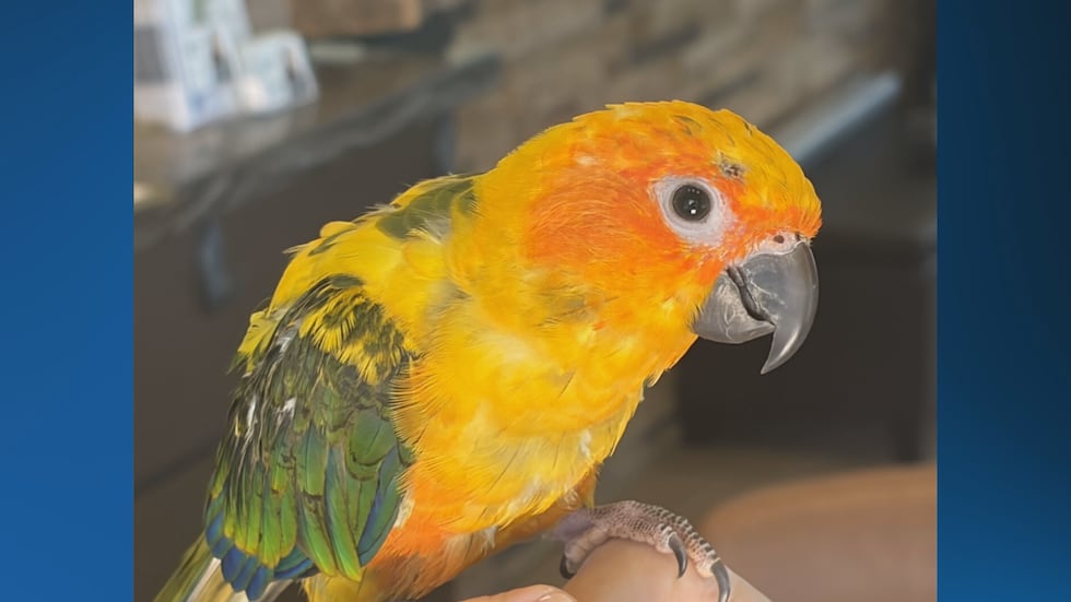 Joy, this week’s Pet of the Week!