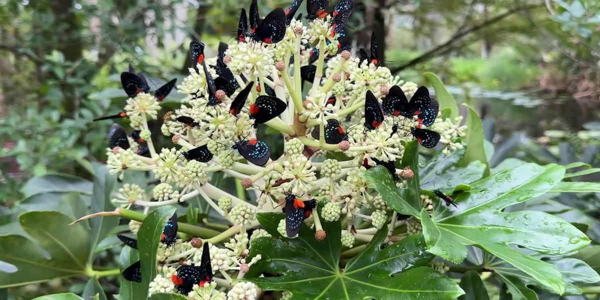 How Do Atala Butterflies Survive Hurricanes: Nature’s Resilience Unveiled