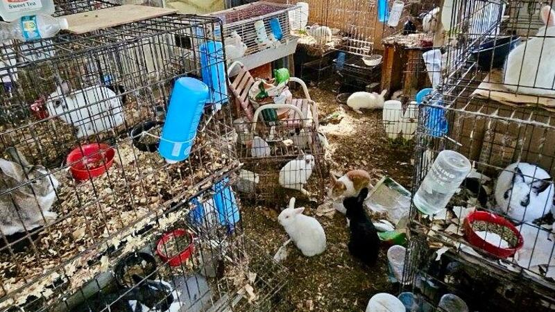 Rabbit Hoard Rabbits from hoarding situation now available for adoption, foster and ...