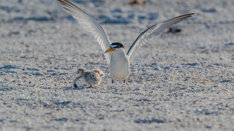 An update from Anna Maria Island Turtle Watch lists 26 adult black skimmers on 13 nests with...