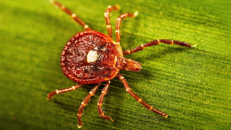 This photo provided by the U.S. Centers for Disease Control shows an adult female lone star...