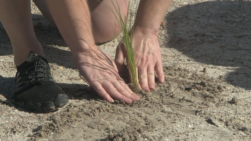 Sea Oats help mitigate storm surge and erosion, keeping dunes in place.
