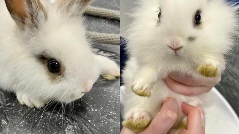 Rabbits rescued from hoarding situation available for adoption