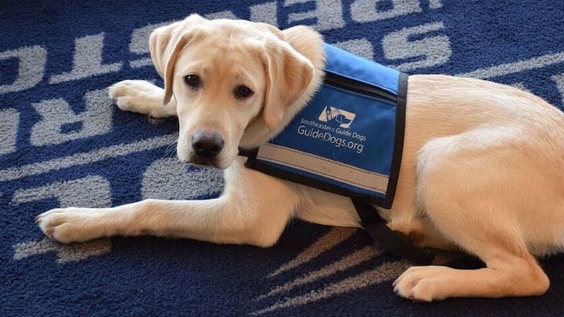 Southeastern Guide Dogs announces online university in working-dog industry