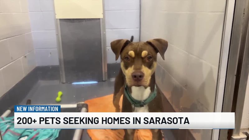 More than 200 pets to be available during Sarasota Mega Adoption Event with waived adoption fees