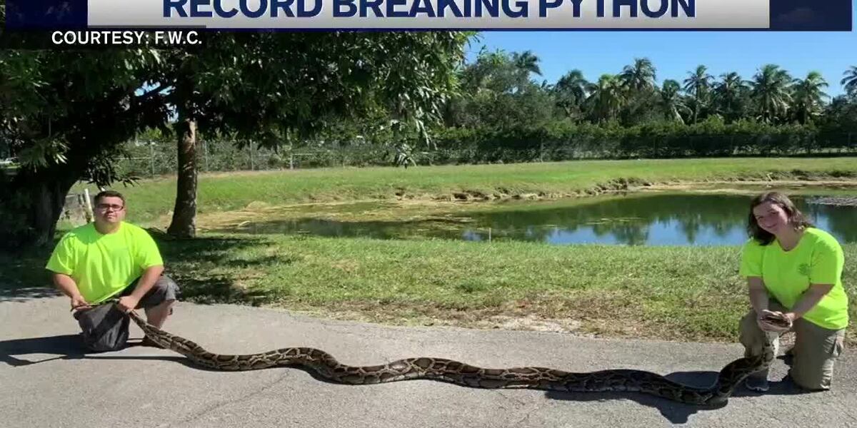 Florida trappers capture record-setting python in Everglades