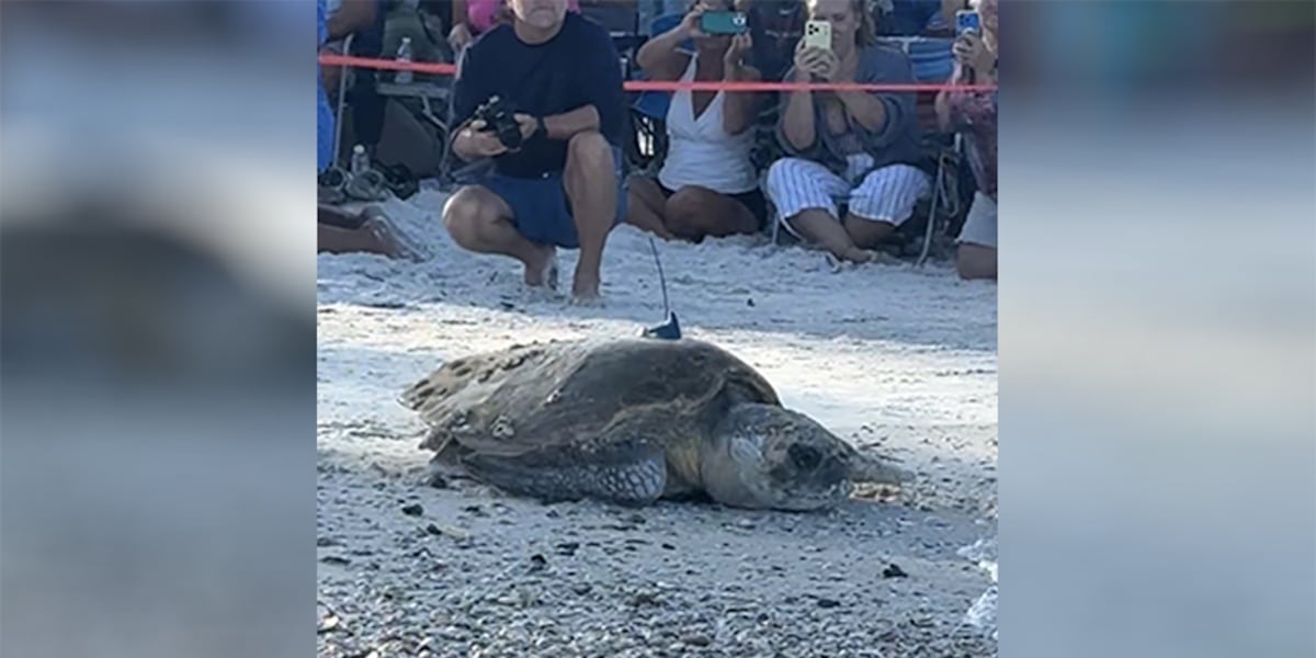 Krysta the loggerhead's hatchlings disoriented by beachfront lights