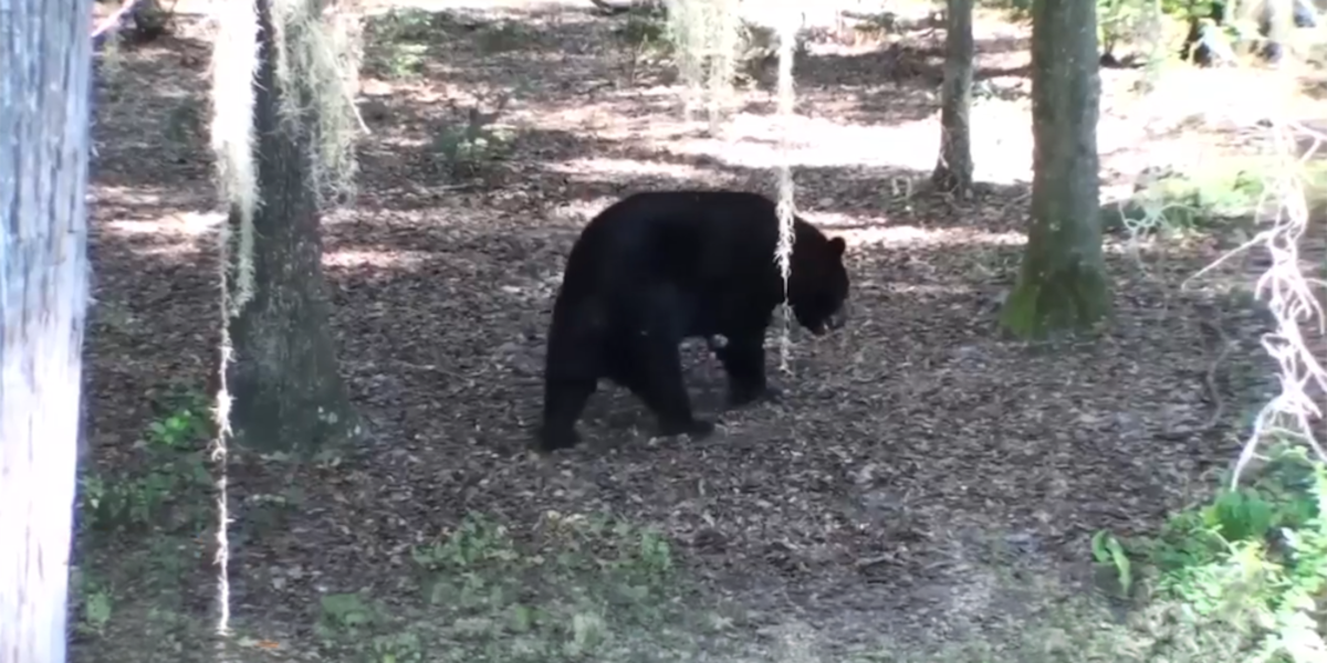 Florida to allow more bear kills in this year's hunt