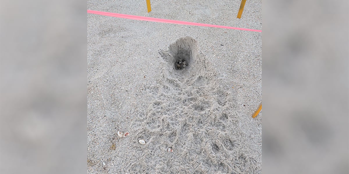 Coyotes dig up sea turtle nests as Anna Maria Island shifts to hatching season