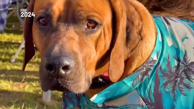 Founder says sanctuary offers older dogs a safe place and a lifetime care program