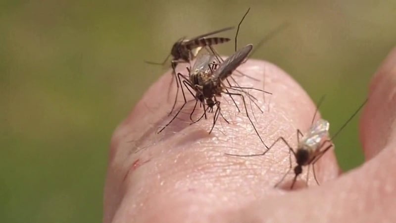 District officials say mosquitoes are increasing and more testing and fogging trucks are planned