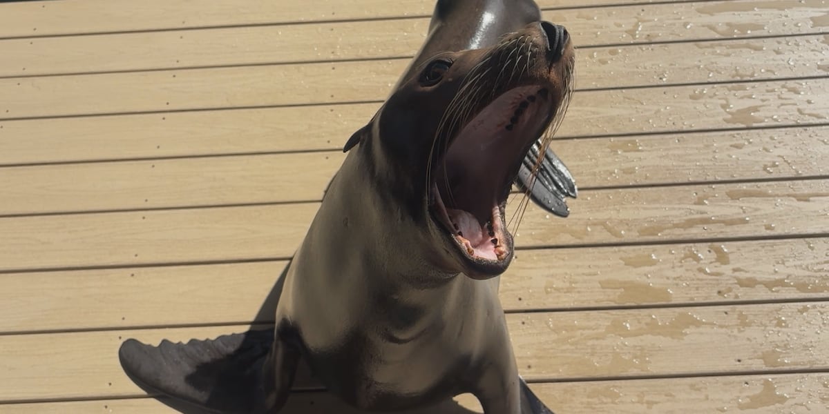 New sea lions at Clearwater Marine Aquarium aim to inspire ocean conservation