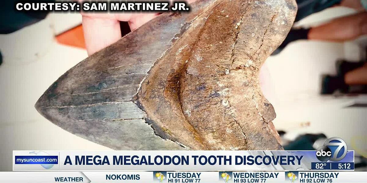 Diver finds a nearly 6 inch Megalodon tooth