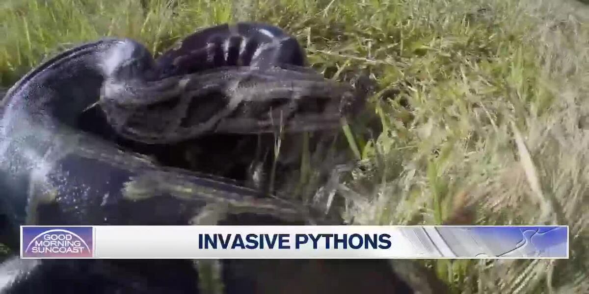 Invasive Python Yexas Florida Wildlife Commission trying to control invasive Pythons