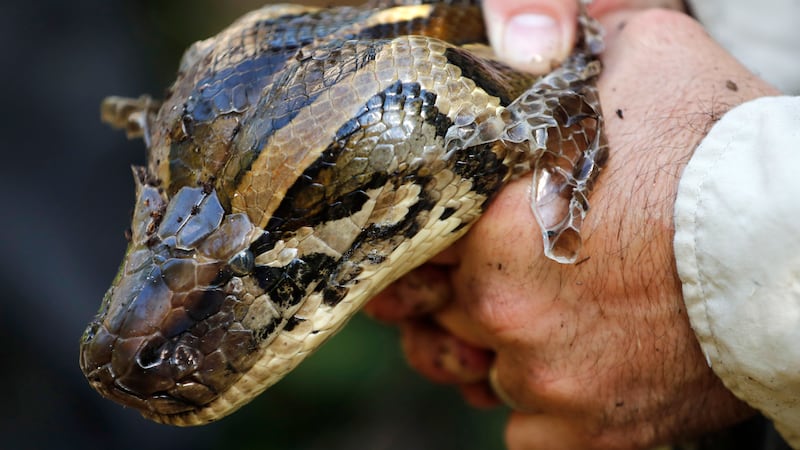 9ft Python No thanks: FWC officers capture 9-foot python in Englewood