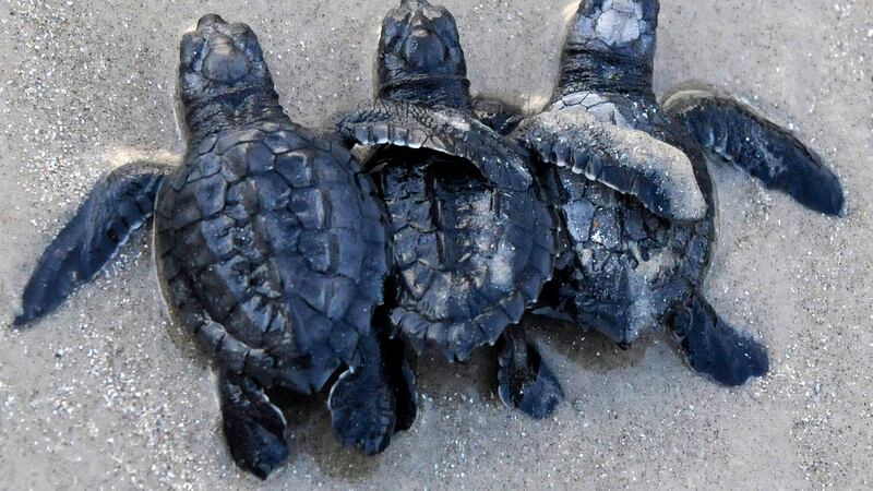 Maria Turtle Weekly hatching, nesting numbers from Anna Maria Island Turtle Watch