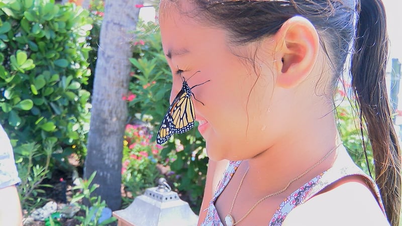 Roger Frechette gave out butterflies for Venice Yacht club members to release into the sky,...