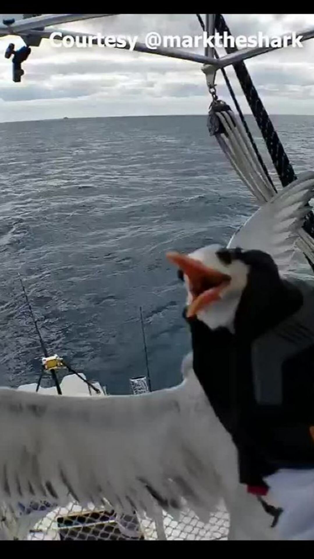 Anger over video of man on fishing charter holding seabird by neck Anger over video of man on fishing charter holding seabird by neck