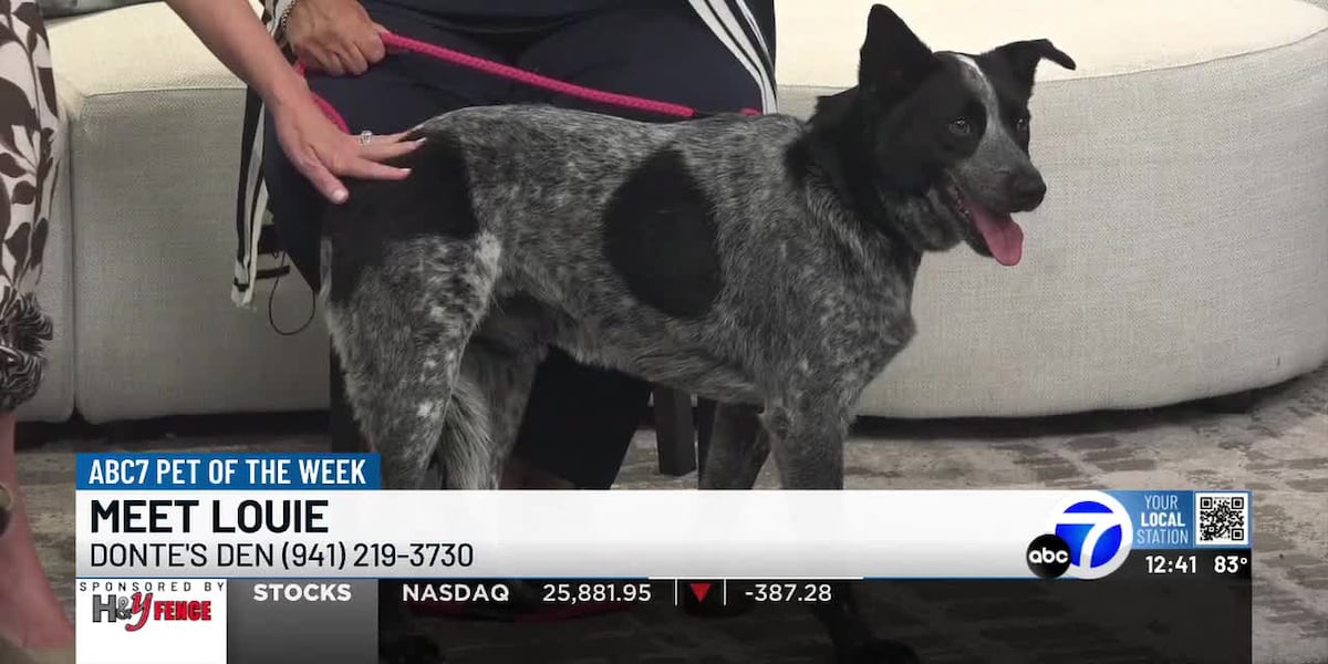 Pet of the Week LOUIE WWSB ABC7 News at 12:00pm