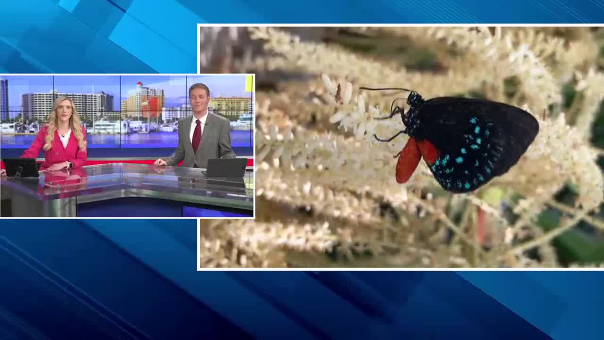 How Do Atala Butterflies Survive Hurricanes: Nature’s Resilience Unveiled