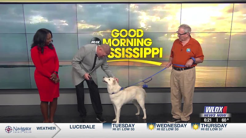 The Gulf Coast Mardi Paw Cluster is an annual 4-day American Kennel Club dog show event held...